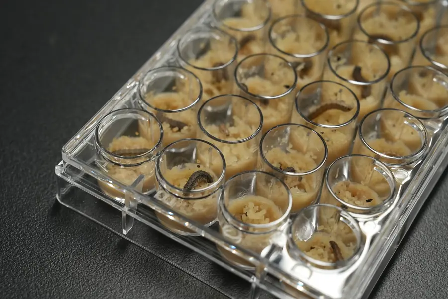 Insect larvae in a 24-well plate